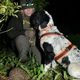 Louise Wilson sits with Henry, who’s just sniffed out a hedgehog.